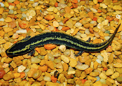 Common Mudpuppy